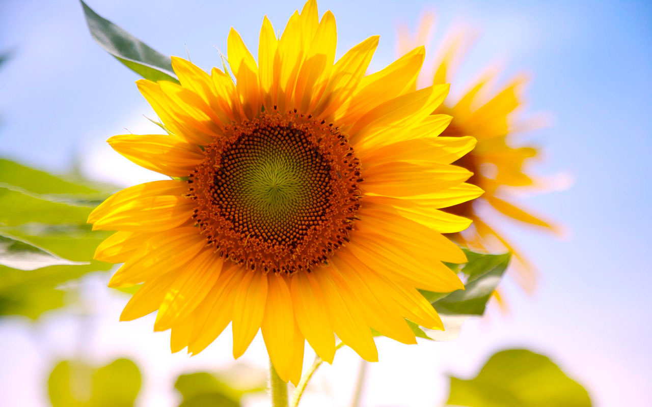 20 Magnificent Sunflower Backgrounds For Computer Easy Download