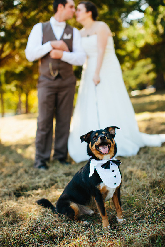 Fotos de Casamento com Cachorros