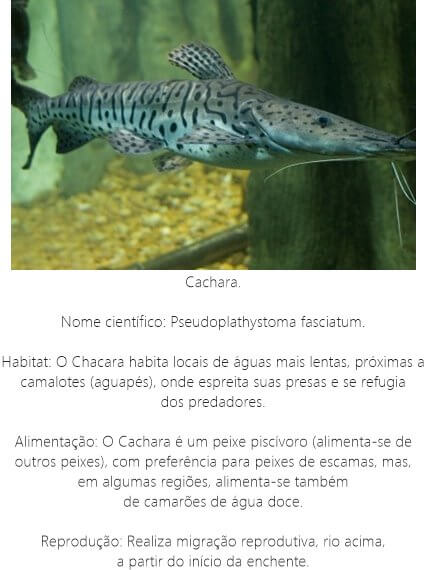 Peixe-Cachara