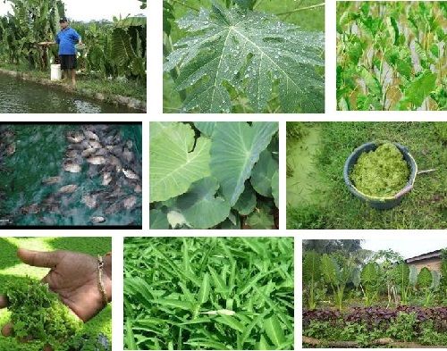 Makanan Ikan Gurame Alami Dari Materi Organik Pelet Cepat Besar