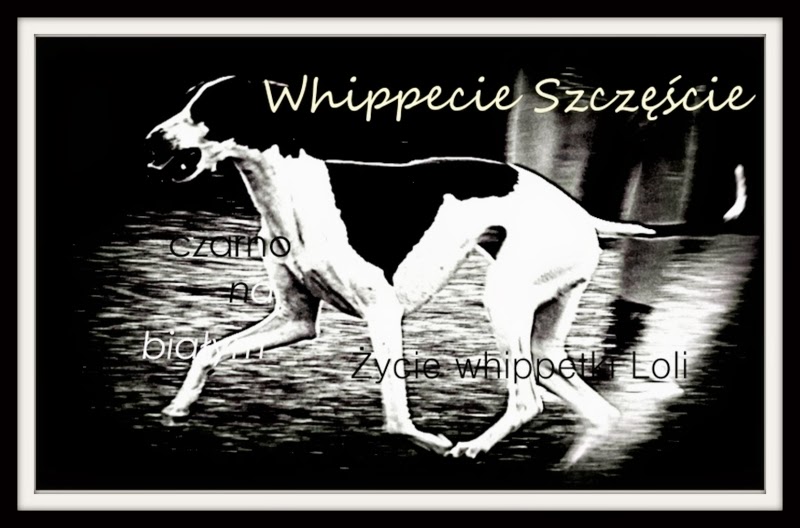 Whippecie Szczęście 