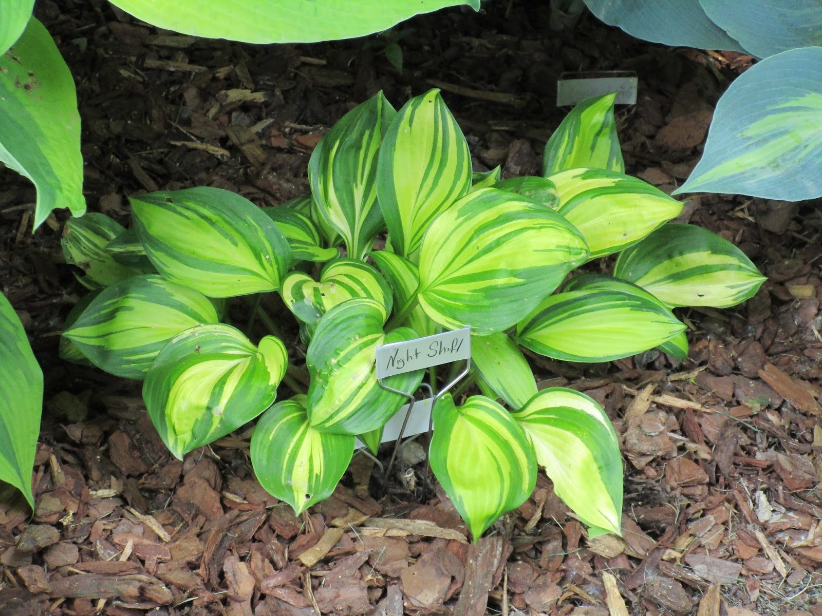 хоста йеллоу полка дот бикини