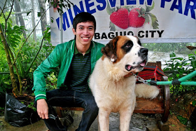 St. Bernard Dog in Baguio, Giant Dog in Minesview Park, Baguio City, Benguet
