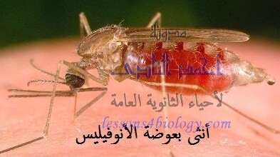 دورة حياة بلازموديوم الملاريا - تعاقب الأجيال