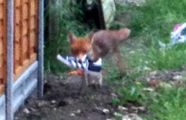 Foxes Take Fairfax Residents' Unguarded Shoes For Use As Toys