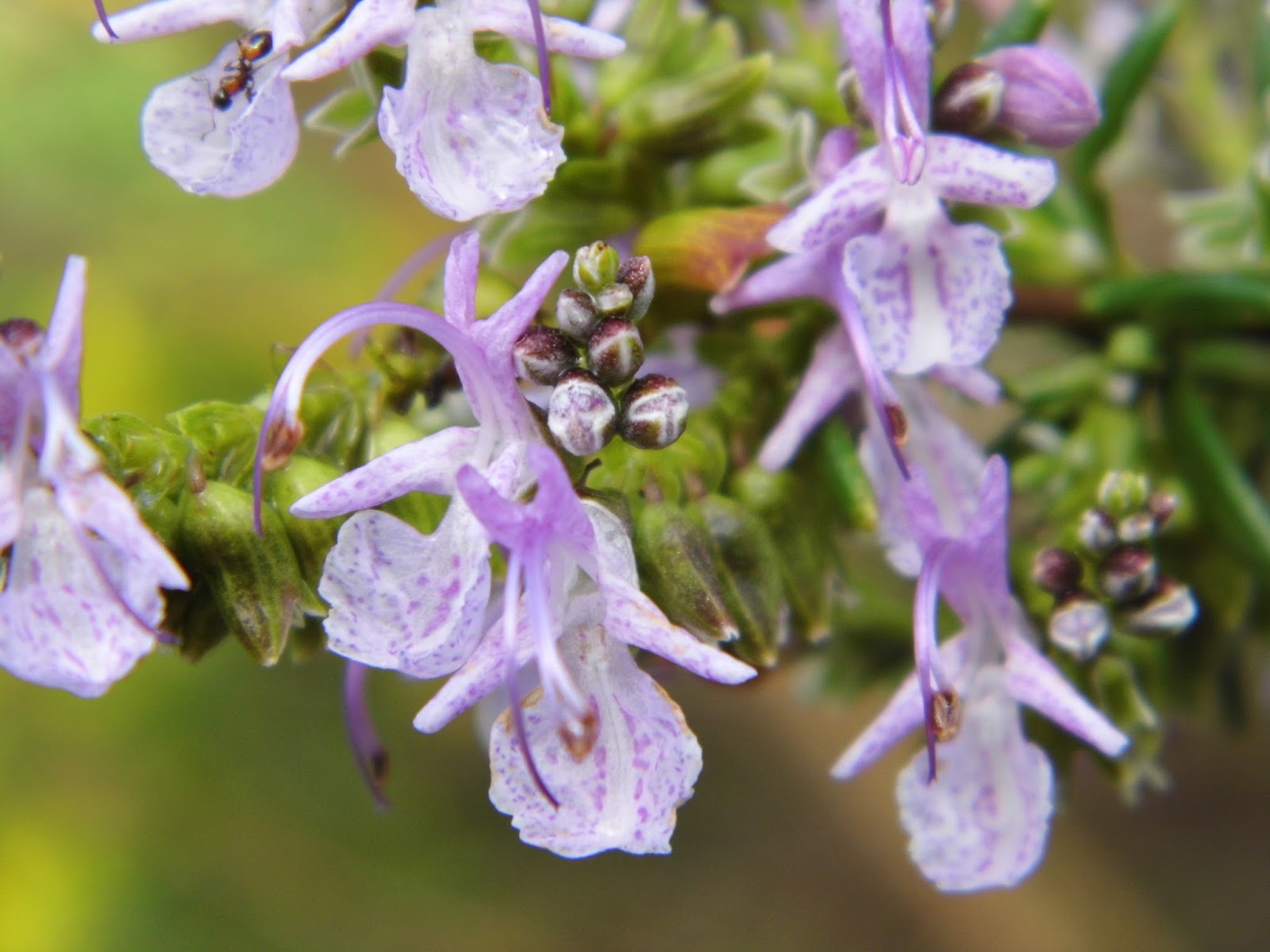 One Mother Hen Flowering Rosemary