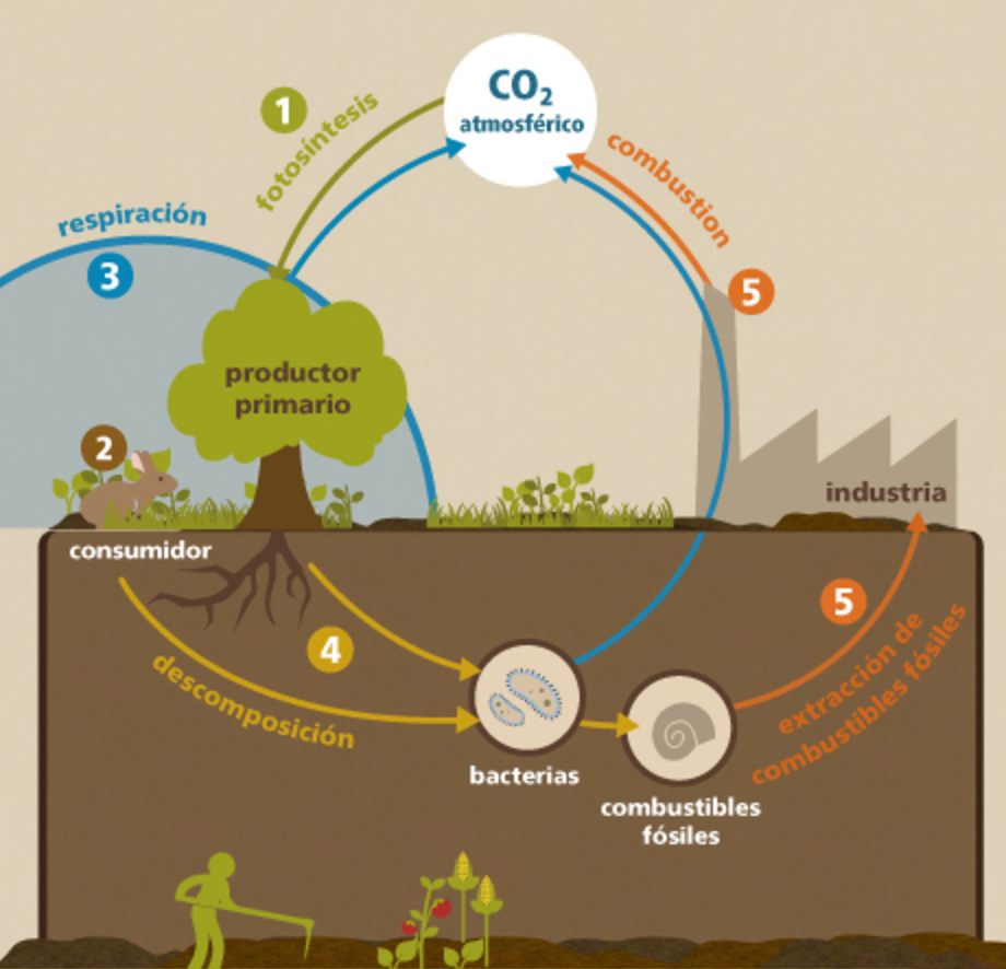 Экосистемы круговорот углерода. Схема круговорота углерода в водной и наземной экосистемах. Круговорот углерода в сельском хозяйстве. Углеродный цикл растения. Биологический круговорот.