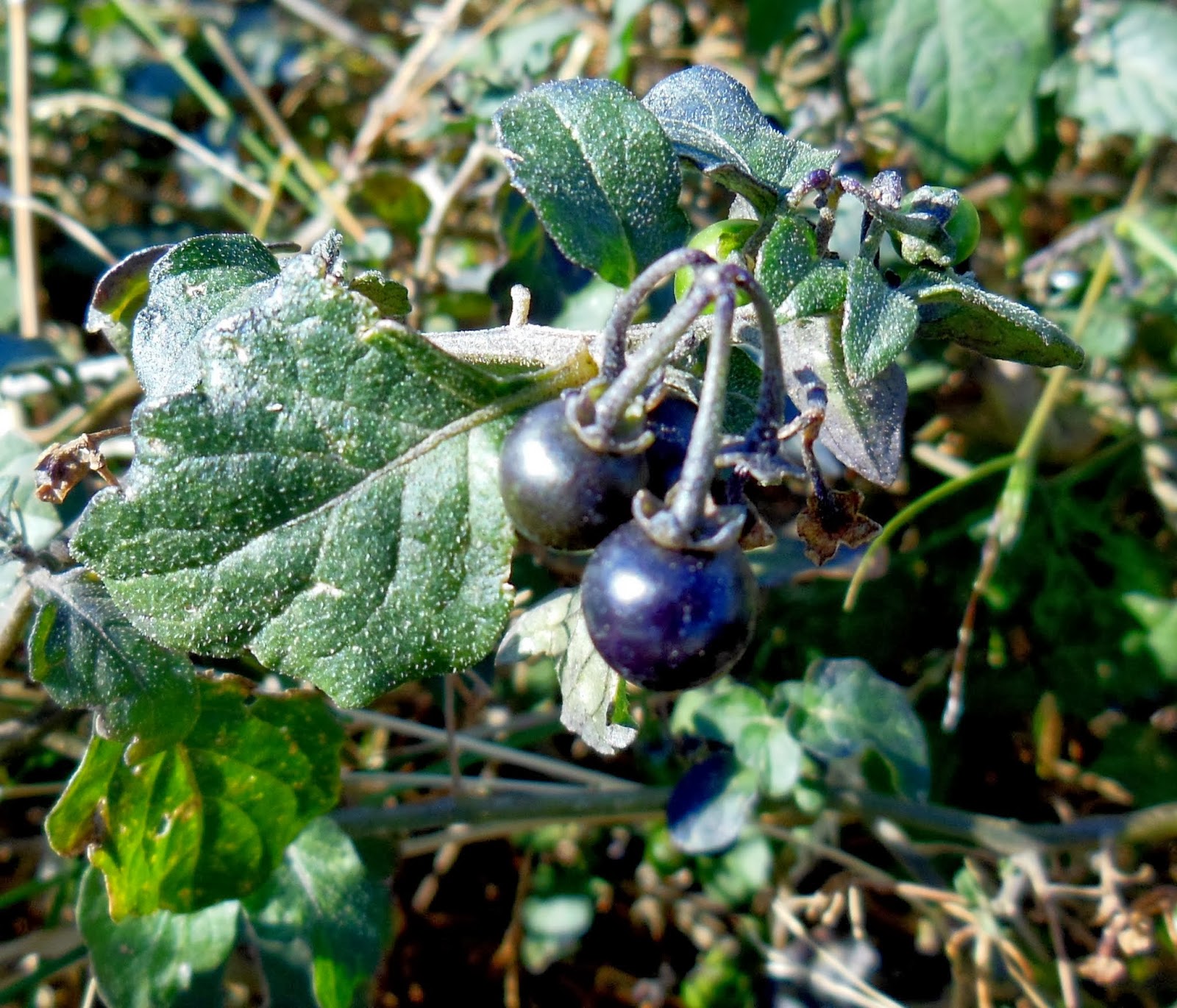 naturconsejos HIERBA MORA (Solanum nigrum)