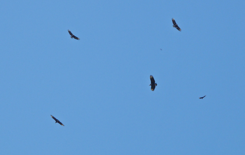 KY Natural Inquirer Blackbird, Blackbird