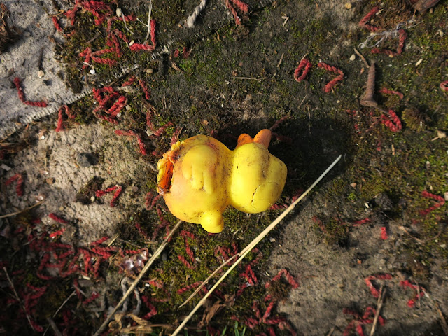 Yellow plastic duck on rotting carpet