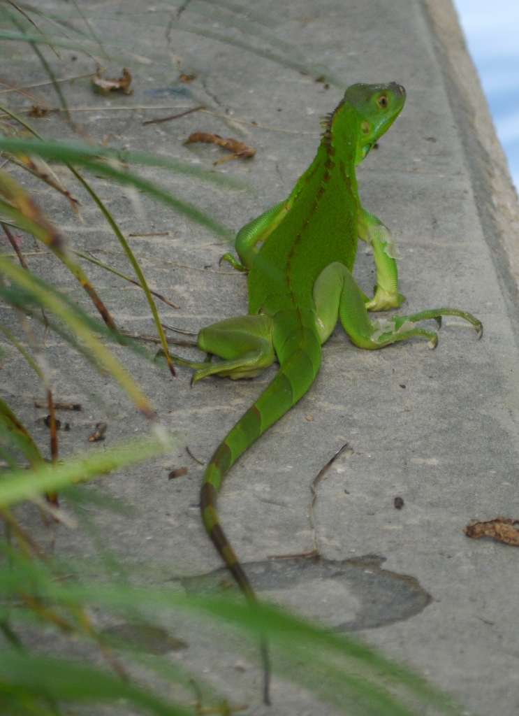 Iguane Vert Iguana Iguana Fort Lauderdale Floride Riverwalk