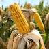 Agricultores del Valle Chicama anuncian protesta por bajos precios del maíz duro