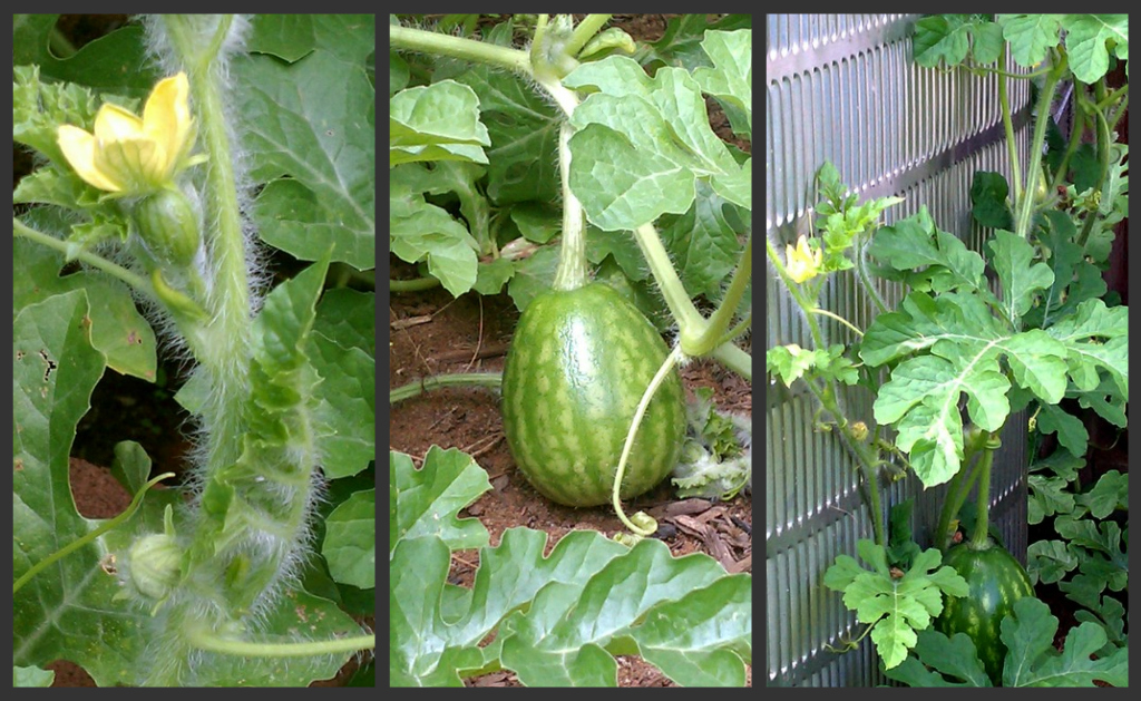 San Diego Urban Organic Gardening Watermelons In September?