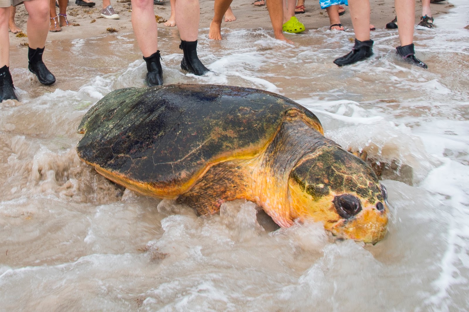 Seaworld Orlando Returns Largest Rescued Loggerhead Sea Turtle In