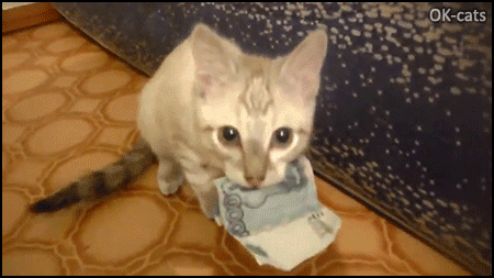 Crazy Kitten GIF • Why I'm not rich. My crazy kitty steals my money in ordrer to buy his fresh catnip Crazy Kitten GIF • Why I'm not rich. My crazy kitty steals my money in ordrer to buy his fresh catnip