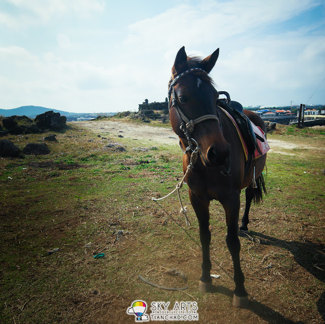 Horseback Riding on Udo Island