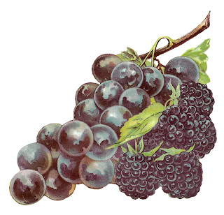 fruit grapes blackberry image botanical artwork digital clipart