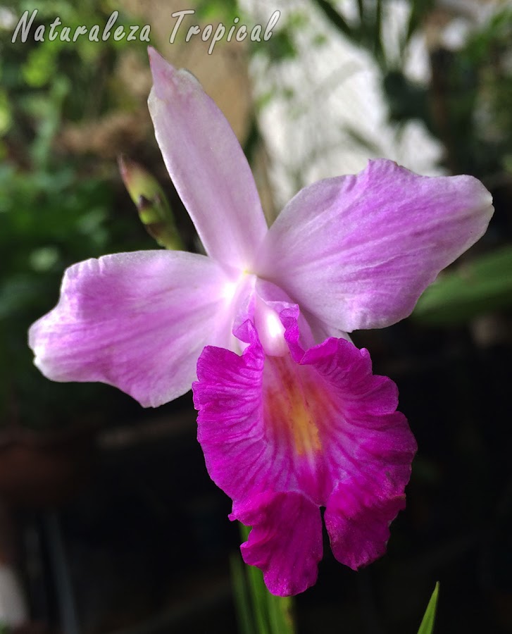 Flor característica de la orquídea Bambú, Arundina graminifolia