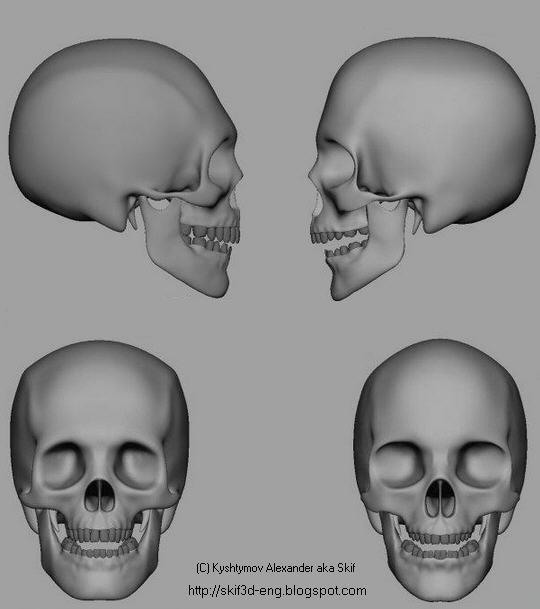 мужской и женский череп