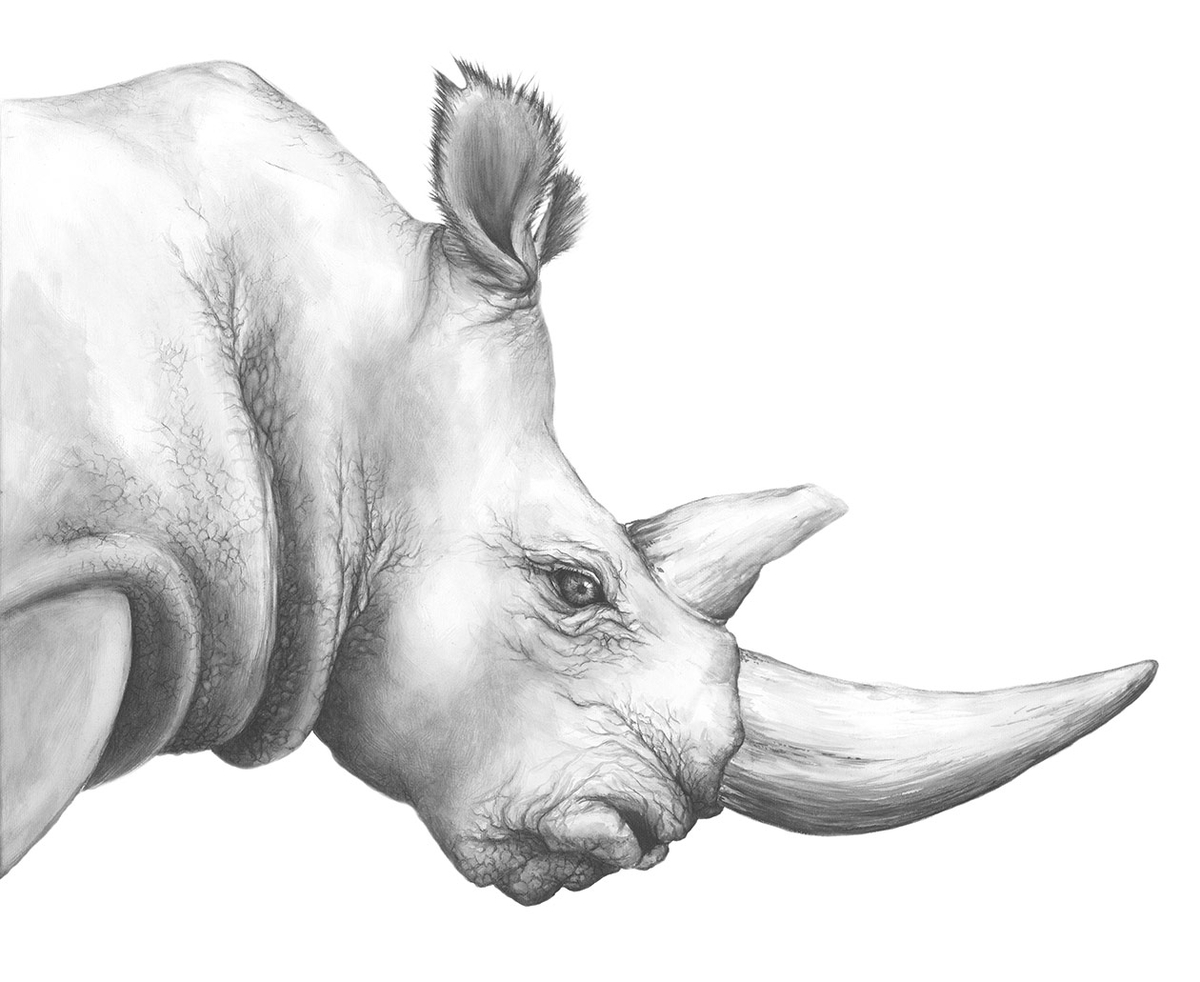 08-Northern-Whine-Rhino-Jaimee-Paul-Mixed-Media-Animal-Drawings-and-Paintings-www-designstack-co