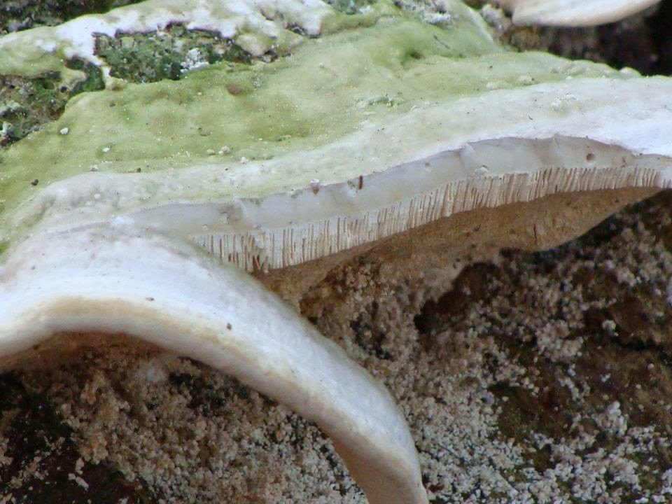 Trametes gibbosa DSC27826