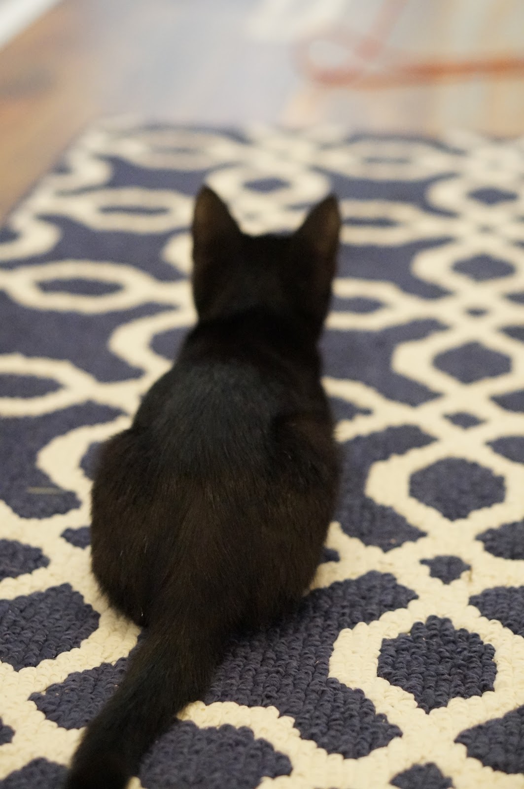 ADOPTING A KITTEN | SCIENCE DIET® by North Carolina lifestyle blogger Rebecca Lately