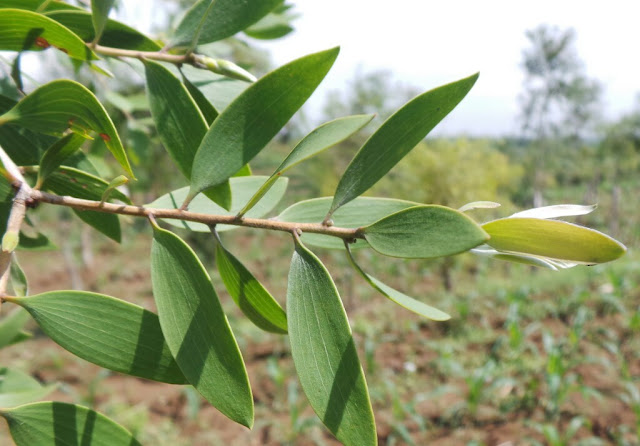 Obat Jangan Selalu Jadi Pilihan! Berikut Cara Mengatasi Sakit Kepala Secara Alami
