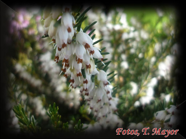 Flores y plantas silvestres: “ Erica x darleyensis mediterranean pink