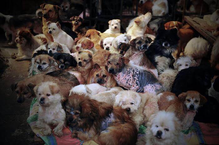 China Has Finally Banned Dog Meat From The Infamous Yulin Festival