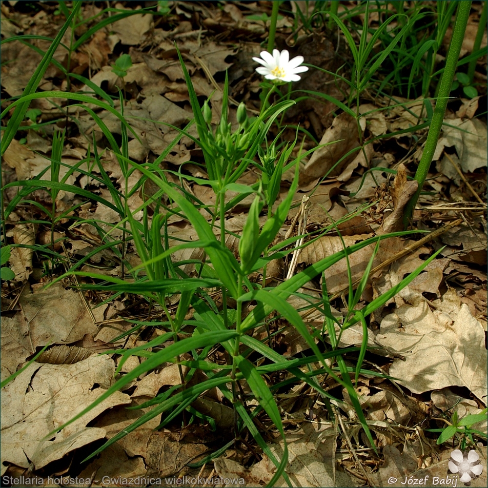 Stellaria holostea - Gwiazdnica wielkokwiatowa