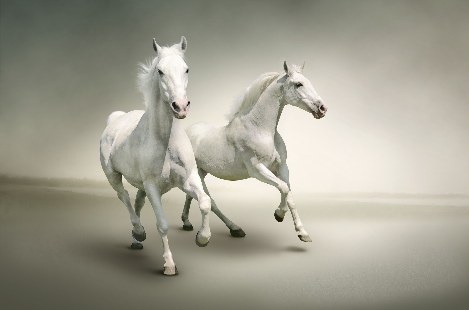 GambarBaru Kumpulan Gambar Kuda Putih Terbaru