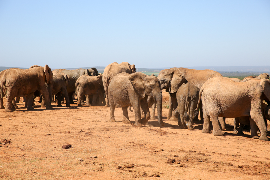 Travel Guide, South Africa, Addo Elephant Park