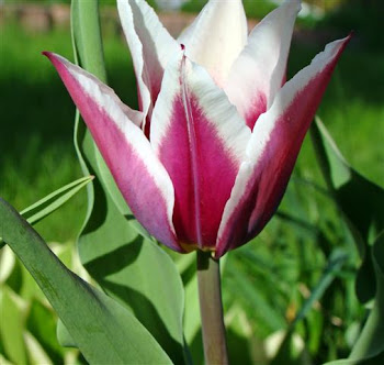 tulip