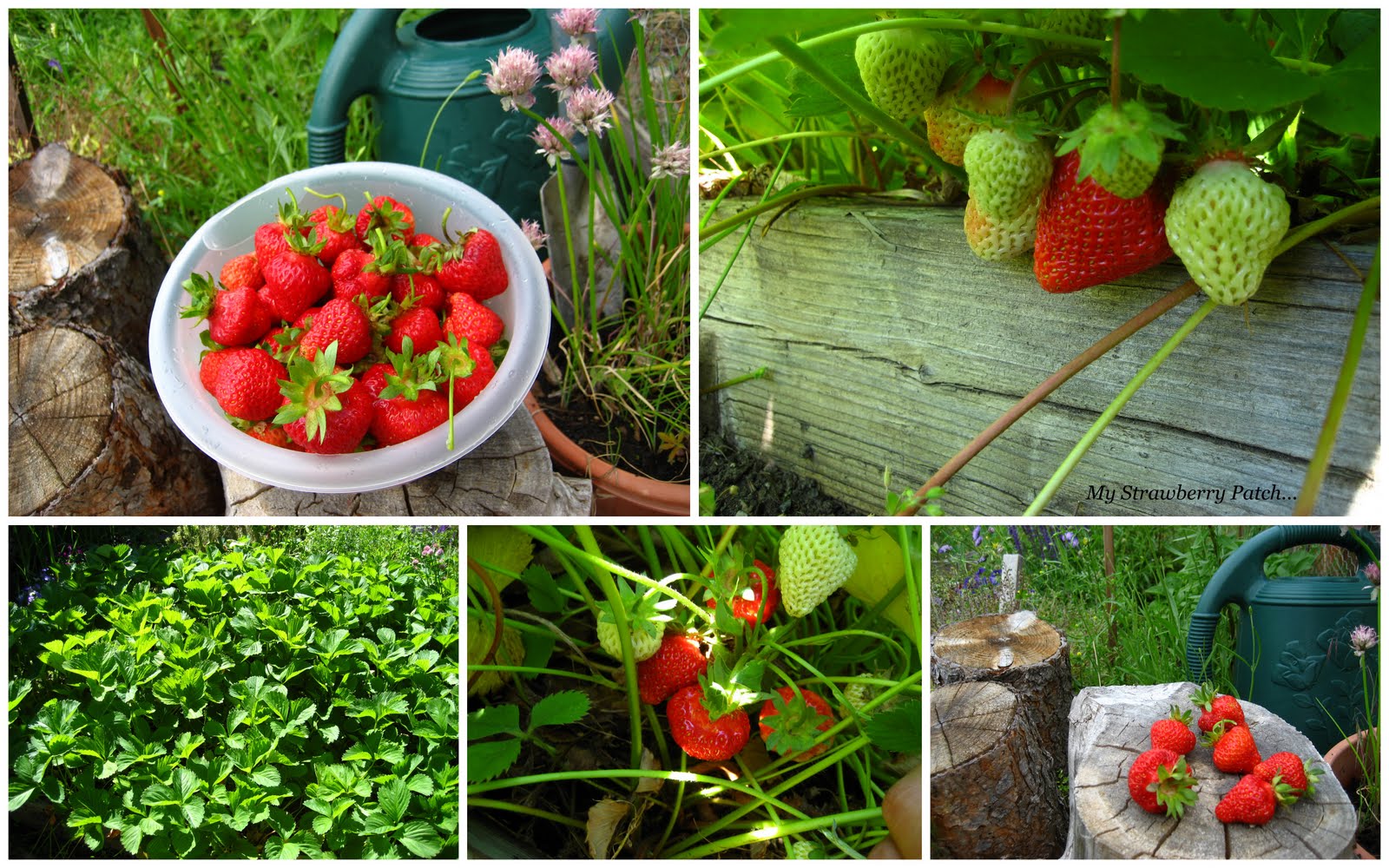 Home Cooking In Montana Fresh Strawberry Gelato...Eggfree