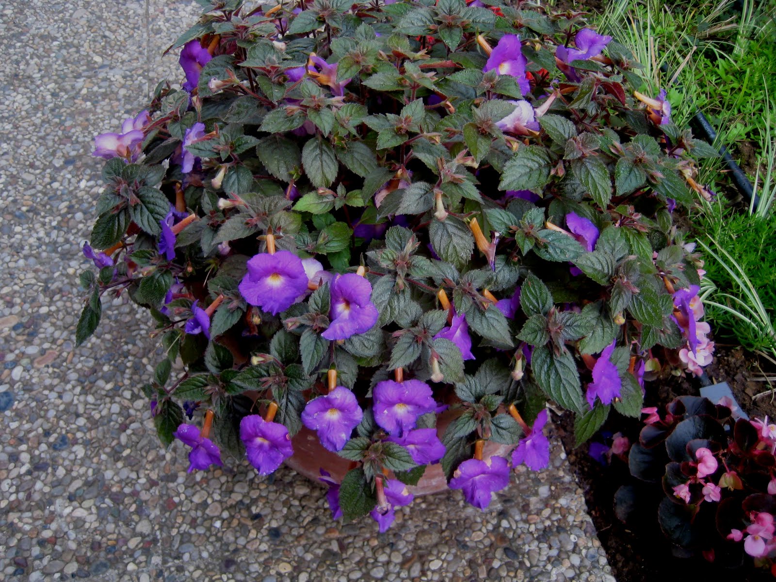 SAİM ERGİN BİTKİLER DÜNYASI ACHİMENES