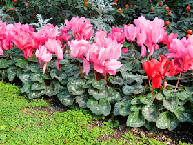 Allan Gardens Conservatory 2014 Spring Flower Show cyclamens by garden muses-not another Toronto gardening blog