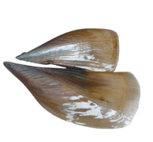 horn scallop : loài sò mai, còi biên mai (hon xì-có-lợp)