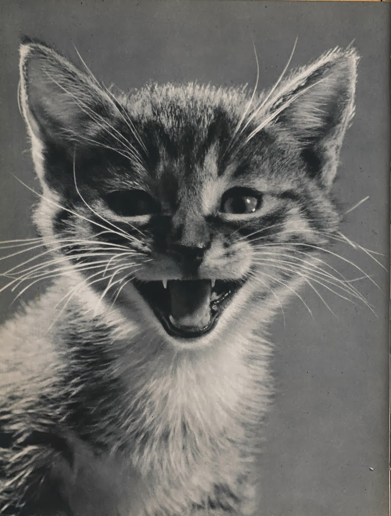 Vintage Photos of Cats From the 1950s Vintage Everyday