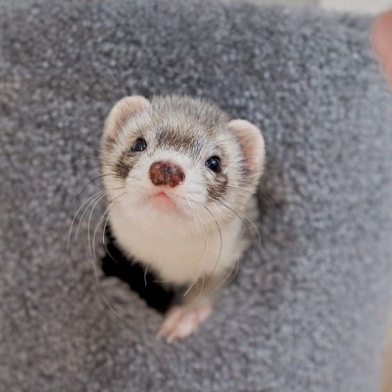 Ferret the Cute Pet Small Pet by Pets Amazing Pets For You