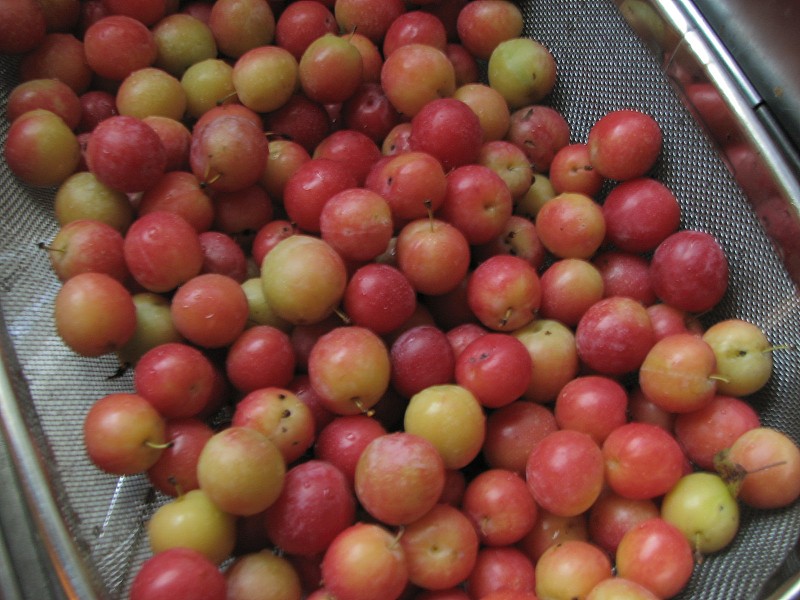 Yours, Mine and Ours Time for Sand Plums