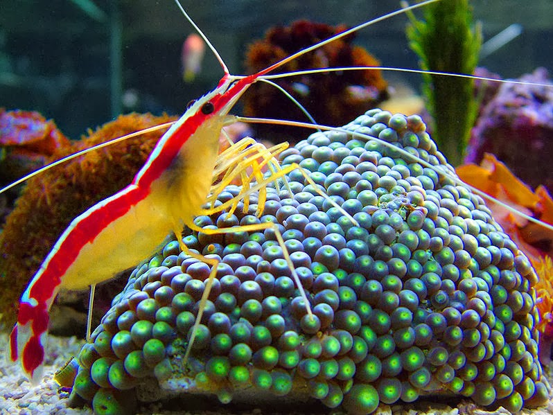 Pacific Cleaner Shrimp