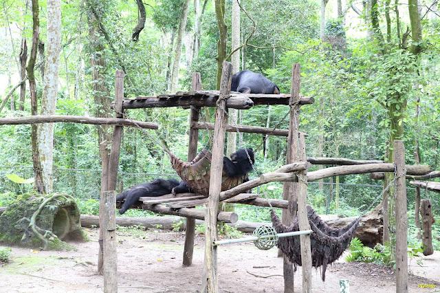 No hay caos en Laos - Blogs de Laos - 21-08-17. Excursión a las cascadas de Kuang Si. (8)