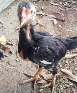 Cara Merawat Anak Ayam Bangkok Agar Cepat Besar dan Juara