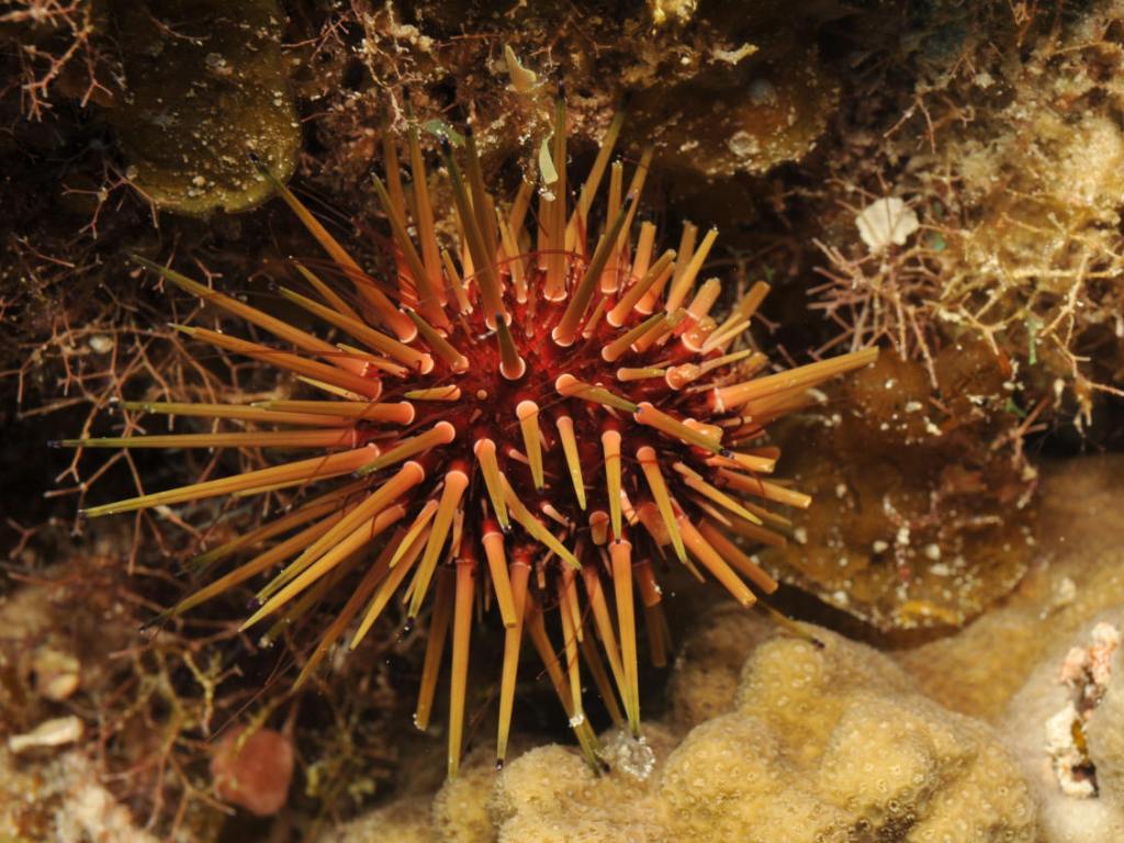 Aricii De Mare Enciclopedia Naturii