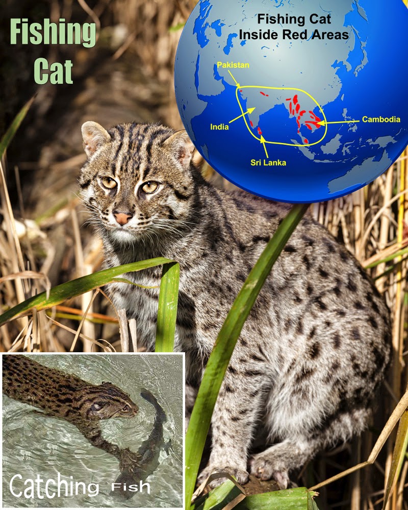 Trapped fishing cat mistaken for leopard in Greater Noida