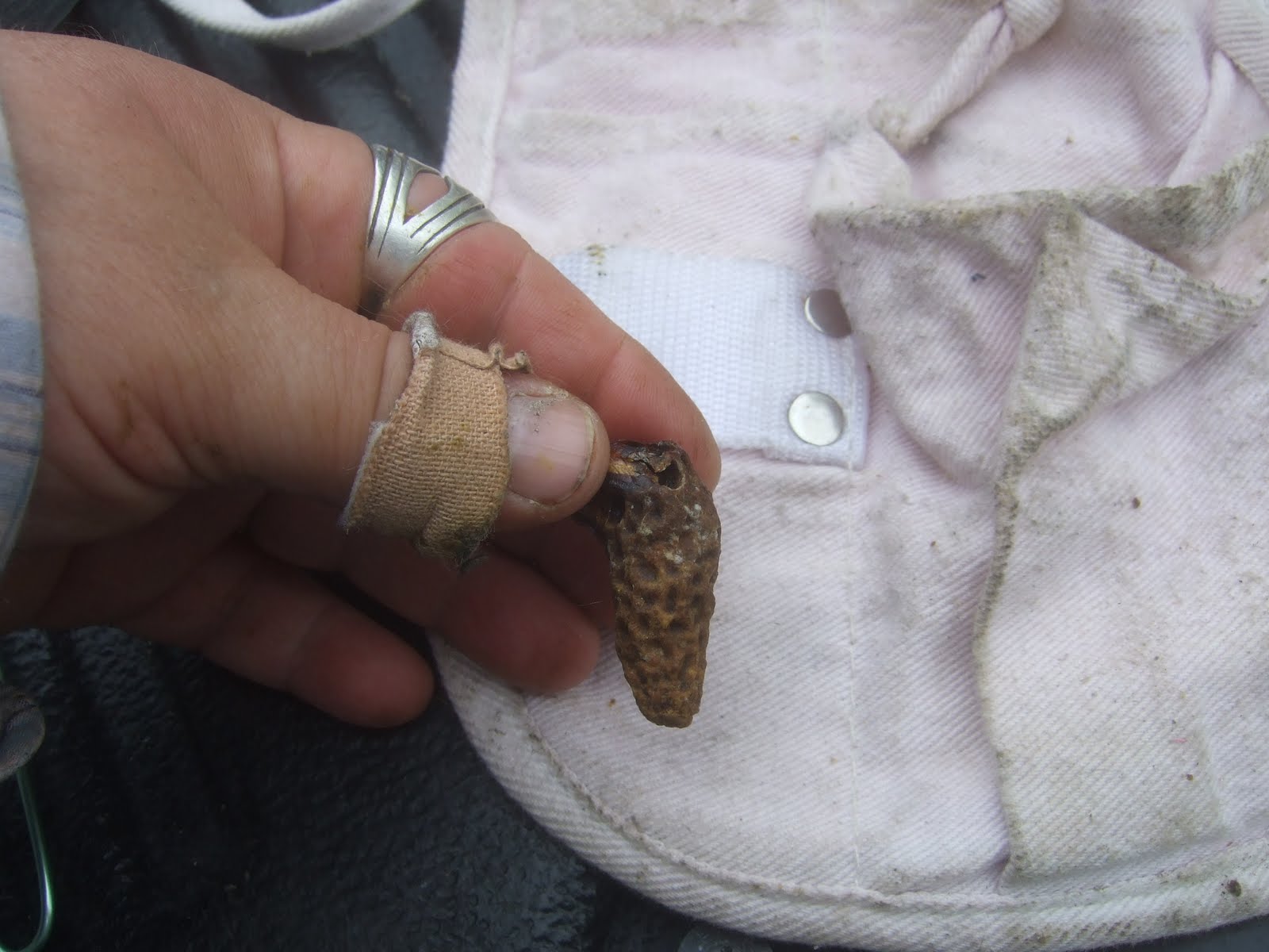 The Bee Journal The Difference Between Drone and Queen Cells