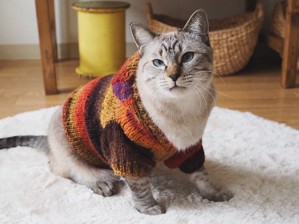 手編みのセーターを着たシャムトラ猫