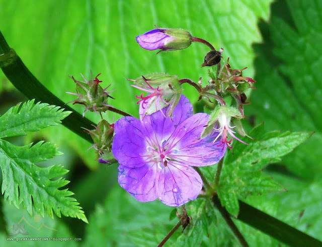 Bodziszek leśny (Geranium sylvaticum L.)