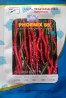 cabe phoenix 55,cabe keriting,benih cabe,cabe merah,cabe keriting,lmga agro