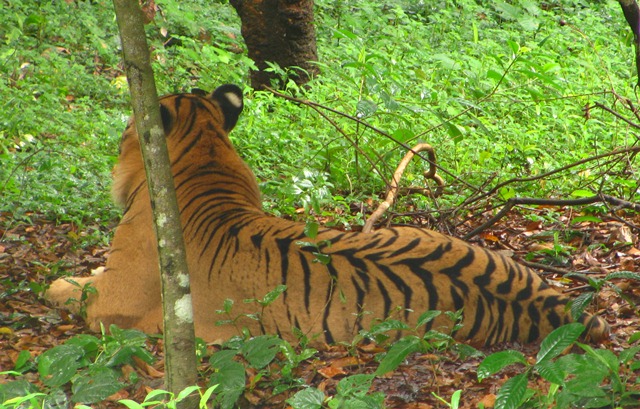 Bengal Tiger, Panthera tigris tigris, Tiger under captivity, NTCA, shooting tigers